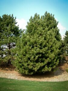 Сосна Чёрная (Pinus Nigra) купить по цене от 270.00р. в интернет-магазине «Посадика» с доставкой почтой в в Омутнинске и по всей России – [изображение №1].