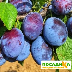 Слива Чачакская ранняя купить по цене от 229.00р. в интернет-магазине «Посадика» с доставкой почтой в в Омутнинске и по всей России – [изображение №1].