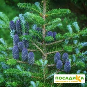 Пихта корейская (Abies koreana) купить по цене от 450.00р. в интернет-магазине «Посадика» с доставкой почтой в в Омутнинске и по всей России – [изображение №1].