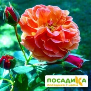 Роза Арабия купить по цене от 350.00р. в интернет-магазине «Посадика» с доставкой почтой в в Омутнинске и по всей России – [изображение №1].