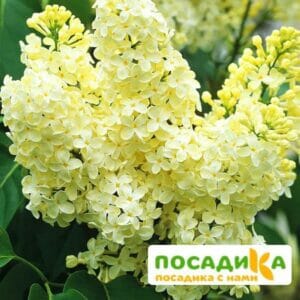 Сирень Примроуз (Primrose) купить по цене от 529.00р. в интернет-магазине «Посадика» с доставкой почтой в в Омутнинске и по всей России – [изображение №1].