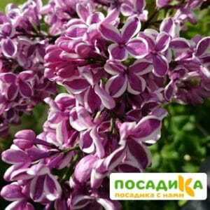 Сирень Сенсация купить по цене от 529.00р. в интернет-магазине «Посадика» с доставкой почтой в в Омутнинске и по всей России – [изображение №1].