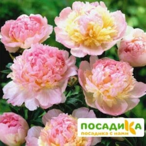 Пион Распберри Сандей (Paeonia Raspberry Sundae) купить по цене от 959р. в интернет-магазине «Посадика» с доставкой почтой в в Омутнинске и по всей России – [изображение №1].