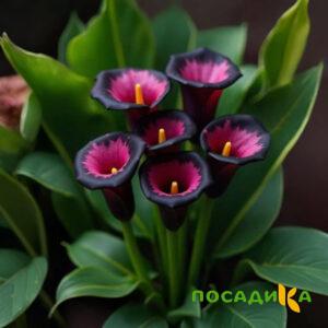 Калла Аура Лейс купить по цене от 400р. в интернет-магазине «Посадика» с доставкой почтой в в Омутнинске и по всей России – [изображение №1].