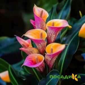 Калла Оникс купить по цене от 450р. в интернет-магазине «Посадика» с доставкой почтой в в Омутнинске и по всей России – [изображение №1].