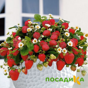 Клубника Рубиновый Шепот (горшечная) купить по цене от 240р. в интернет-магазине «Посадика» с доставкой почтой в в Омутнинске и по всей России – [изображение №1].