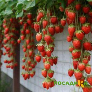 Клубника вьющаяся Комплимент купить по цене от 470р. в интернет-магазине «Посадика» с доставкой почтой в в Омутнинске и по всей России – [изображение №1].