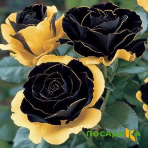 Роза Ханни Сикл купить по цене от 700р. в интернет-магазине «Посадика» с доставкой почтой в в Омутнинске и по всей России – [изображение №1].