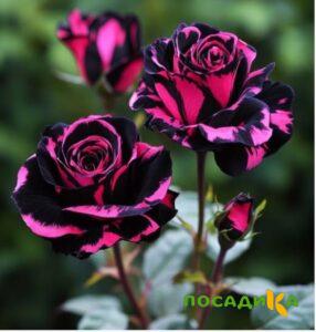 Роза Багровый Шепот купить по цене от 366р. в интернет-магазине «Посадика» с доставкой почтой в в Омутнинске и по всей России – [изображение №1].