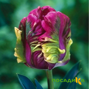 Тюльпан Экзотик Хэвен купить по цене от 186р. в интернет-магазине «Посадика» с доставкой почтой в в Омутнинске и по всей России – [изображение №1].