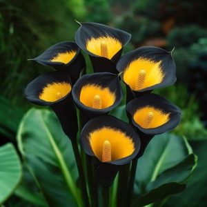 Калла Легато купить по цене от 620р. в интернет-магазине «Посадика» с доставкой почтой в в Омутнинске и по всей России – [изображение №1].