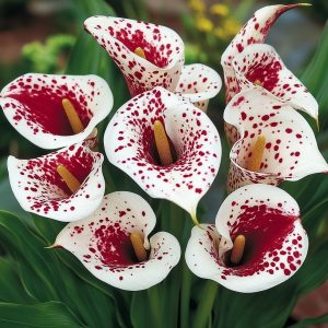 Калла Эмпайр купить по цене от 302р. в интернет-магазине «Посадика» с доставкой почтой в в Омутнинске и по всей России – [изображение №1].