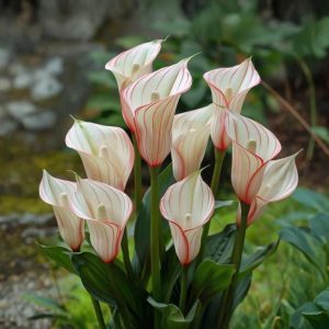 Калла Глейшер купить по цене от 299р. в интернет-магазине «Посадика» с доставкой почтой в в Омутнинске и по всей России – [изображение №1].