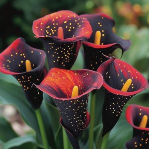 Калла Нуар купить по цене от 299р. в интернет-магазине «Посадика» с доставкой почтой в в Омутнинске и по всей России – [изображение №1].