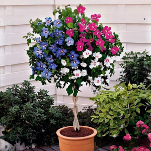 Гибискус-Дерево Триколор купить по цене от 289р. в интернет-магазине «Посадика» с доставкой почтой в в Омутнинске и по всей России – [изображение №1].