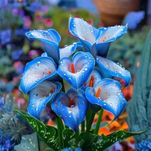 Калла Портрейт купить по цене от 292р. в интернет-магазине «Посадика» с доставкой почтой в в Омутнинске и по всей России – [изображение №1].