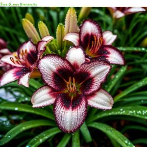 Лилейник Крим Сикл купить по цене от 799р. в интернет-магазине «Посадика» с доставкой почтой в в Омутнинске и по всей России – [изображение №1].