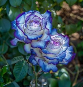 Роза Пэтолз Хоуп купить по цене от 333р. в интернет-магазине «Посадика» с доставкой почтой в в Омутнинске и по всей России – [изображение №1].