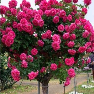 Роза Версаля купить по цене от 232р. в интернет-магазине «Посадика» с доставкой почтой в в Омутнинске и по всей России – [изображение №1].