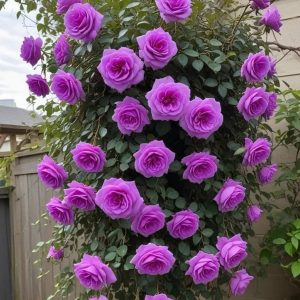 Роза Мистик Уайт купить по цене от 620р. в интернет-магазине «Посадика» с доставкой почтой в в Омутнинске и по всей России – [изображение №1].