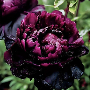 Пион Темный Сад купить по цене от 421р. в интернет-магазине «Посадика» с доставкой почтой в в Омутнинске и по всей России – [изображение №1].