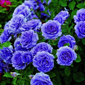 Роза Блю Мун купить по цене от 450р. в интернет-магазине «Посадика» с доставкой почтой в в Омутнинске и по всей России – [изображение №1].