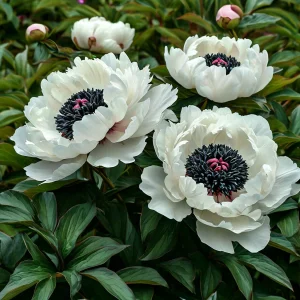 Пион Инк Эн купить по цене от 429р. в интернет-магазине «Посадика» с доставкой почтой в в Омутнинске и по всей России – [изображение №1].