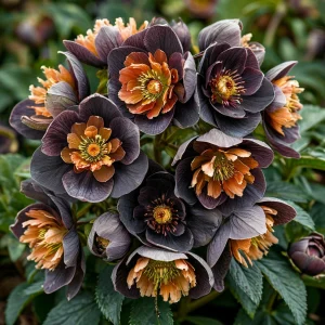 Морозник Блум Айс купить по цене от 499р. в интернет-магазине «Посадика» с доставкой почтой в в Омутнинске и по всей России – [изображение №1].