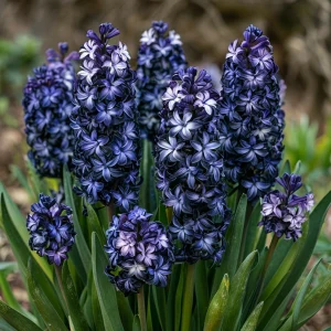 Гиацинт Блум Клауд купить по цене от 2099р. в интернет-магазине «Посадика» с доставкой почтой в в Омутнинске и по всей России – [изображение №1].