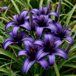 Лилейник Блю Айрис купить по цене от 324р. в интернет-магазине «Посадика» с доставкой почтой в в Омутнинске и по всей России – [изображение №1].