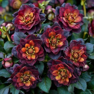 Морозник Сноу Дроп купить по цене от 348р. в интернет-магазине «Посадика» с доставкой почтой в в Омутнинске и по всей России – [изображение №1].