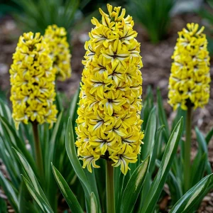 Гиацинт Сансет Голд купить по цене от 2099р. в интернет-магазине «Посадика» с доставкой почтой в в Омутнинске и по всей России – [изображение №1].