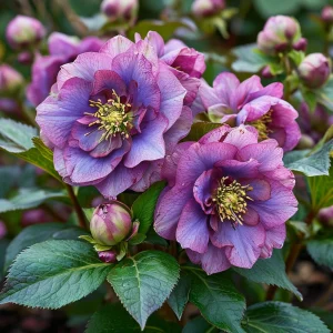 Морозник Айс Принцесс Чарм купить по цене от 650р. в интернет-магазине «Посадика» с доставкой почтой в в Омутнинске и по всей России – [изображение №1].