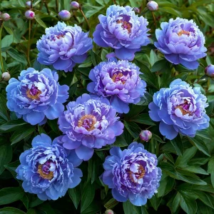 Пион Голубой лотос купить по цене от 590р. в интернет-магазине «Посадика» с доставкой почтой в в Омутнинске и по всей России – [изображение №1].