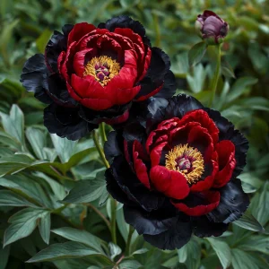 Пион Эбеновый Рубин купить по цене от 419р. в интернет-магазине «Посадика» с доставкой почтой в в Омутнинске и по всей России – [изображение №1].