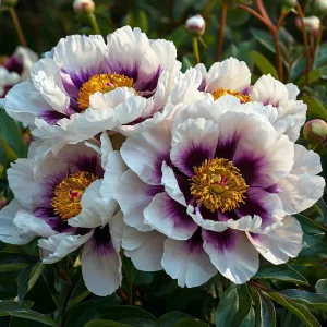 Пион Эко Саммер купить по цене от 548р. в интернет-магазине «Посадика» с доставкой почтой в в Омутнинске и по всей России – [изображение №1].