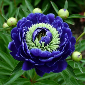 Пион Дримвивер купить по цене от 417р. в интернет-магазине «Посадика» с доставкой почтой в в Омутнинске и по всей России – [изображение №1].