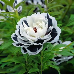 Пион Монохромный Шик купить по цене от 429р. в интернет-магазине «Посадика» с доставкой почтой в в Омутнинске и по всей России – [изображение №1].