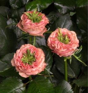 Роза Амбер Инчант купить по цене от 495р. в интернет-магазине «Посадика» с доставкой почтой в в Омутнинске и по всей России – [изображение №1].