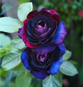 Роза Скарлет Рэвери купить по цене от 489р. в интернет-магазине «Посадика» с доставкой почтой в в Омутнинске и по всей России – [изображение №1].