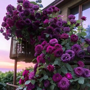 Роза Плетистая Плум Пэшн купить по цене от 610р. в интернет-магазине «Посадика» с доставкой почтой в в Омутнинске и по всей России – [изображение №1].