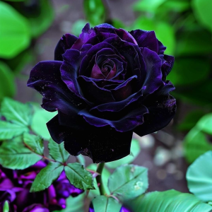 Роза Блэк Пантер купить по цене от 319р. в интернет-магазине «Посадика» с доставкой почтой в в Омутнинске и по всей России – [изображение №1].