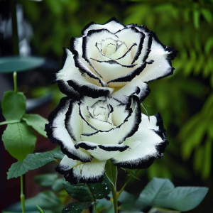 Роза Силк Ивин купить по цене от 319р. в интернет-магазине «Посадика» с доставкой почтой в в Омутнинске и по всей России – [изображение №1].