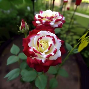 Роза Роял Глом купить по цене от 401р. в интернет-магазине «Посадика» с доставкой почтой в в Омутнинске и по всей России – [изображение №1].