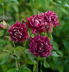 Роза Опаловый Пейзаж купить по цене от 490р. в интернет-магазине «Посадика» с доставкой почтой в в Омутнинске и по всей России – [изображение №1].