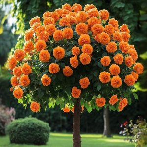 Роза Солнечный Шарм купить по цене от 349р. в интернет-магазине «Посадика» с доставкой почтой в в Омутнинске и по всей России – [изображение №1].