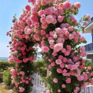 Роза Пастель Розе купить по цене от 605р. в интернет-магазине «Посадика» с доставкой почтой в в Омутнинске и по всей России – [изображение №1].