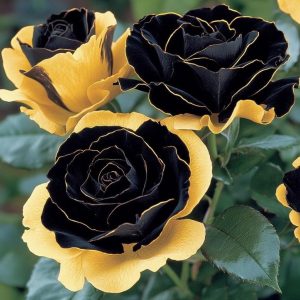 Роза Ханни Сикл купить по цене от 700р. в интернет-магазине «Посадика» с доставкой почтой в в Омутнинске и по всей России – [изображение №1].