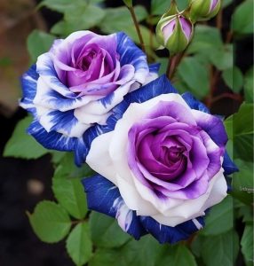 Роза Айвори Каскад купить по цене от 420р. в интернет-магазине «Посадика» с доставкой почтой в в Омутнинске и по всей России – [изображение №1].