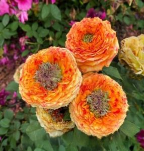 Роза Золотой Мираж купить по цене от 420р. в интернет-магазине «Посадика» с доставкой почтой в в Омутнинске и по всей России – [изображение №1].